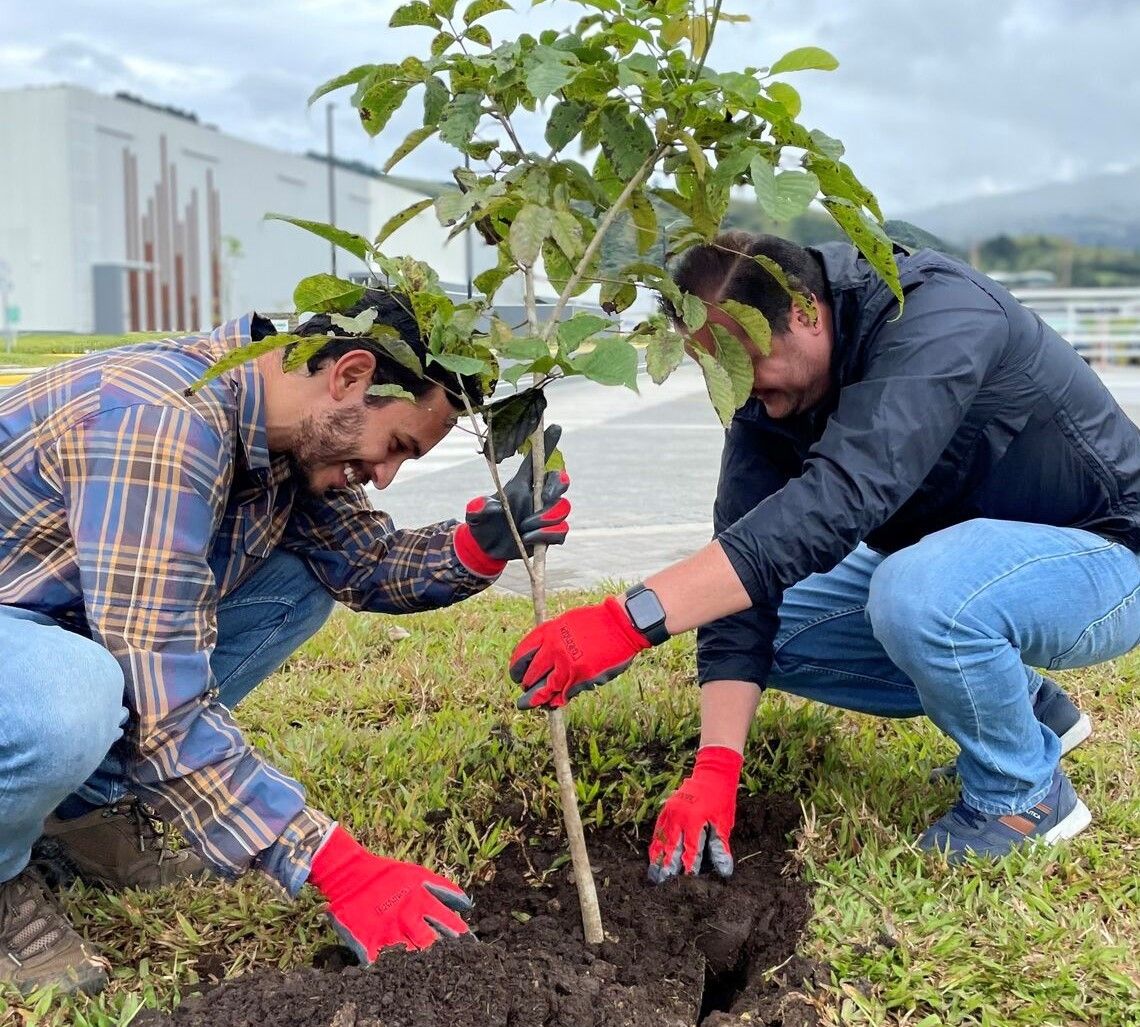 Employees planting trees